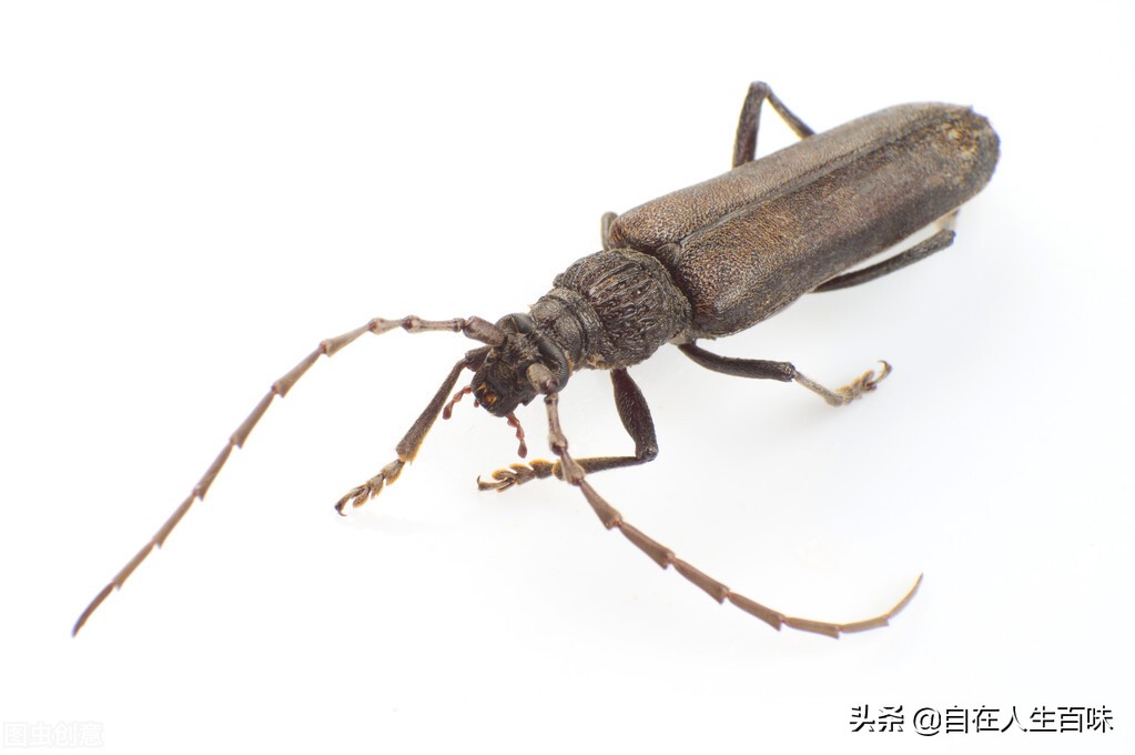 农村夏天有哪些虫子,夏天农村最常见的虫