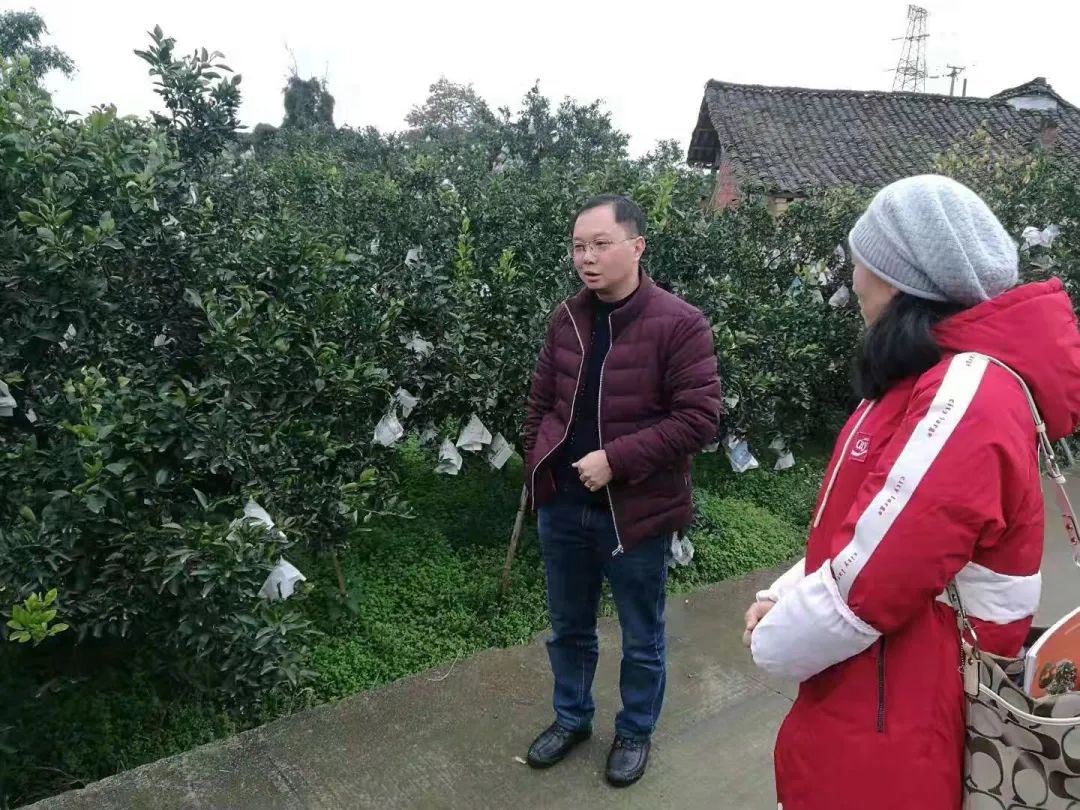 回老家创业种柑橘,大学生创业种柑橘