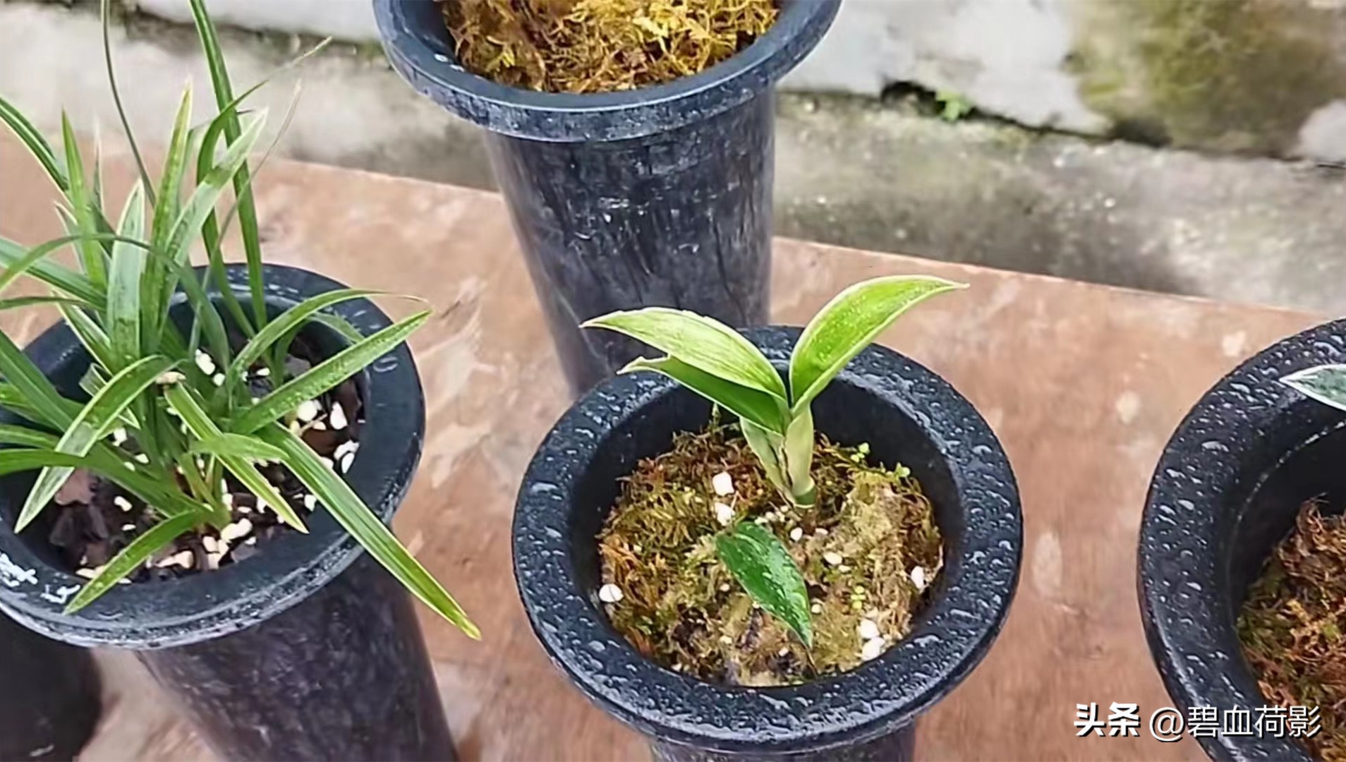 98年，男子88元购入一棵兰花，2023年他靠此花暴富，兰友：有眼光