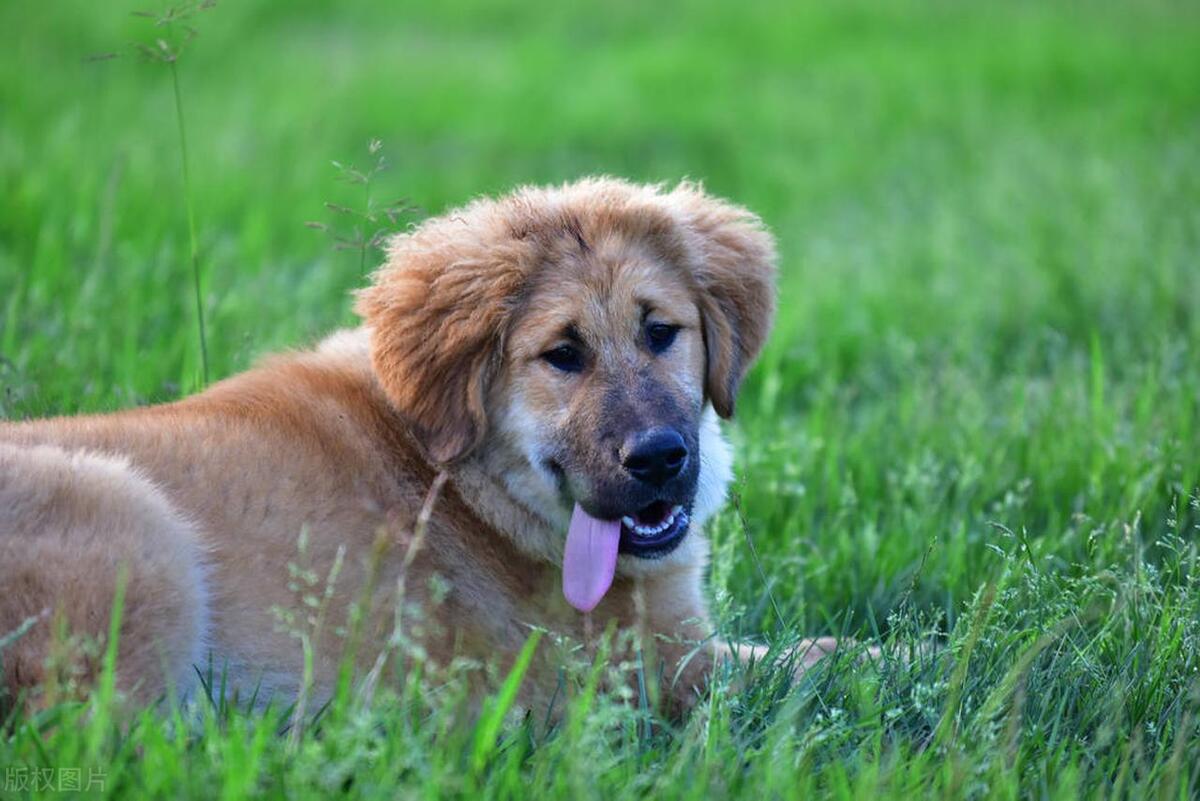 藏獒为什么那么贵,当年藏獒火到什么地步