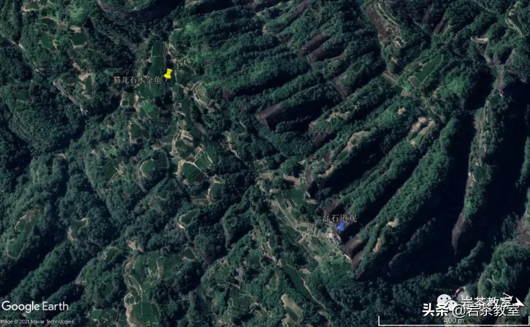 水金龟北斗武夷岩茶,水金龟武夷岩茶简介