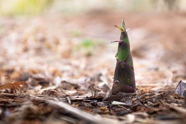 清明甘蔗毒过蛇霉变甘蔗不可食,四月蔗毒过蛇有科学依据吗