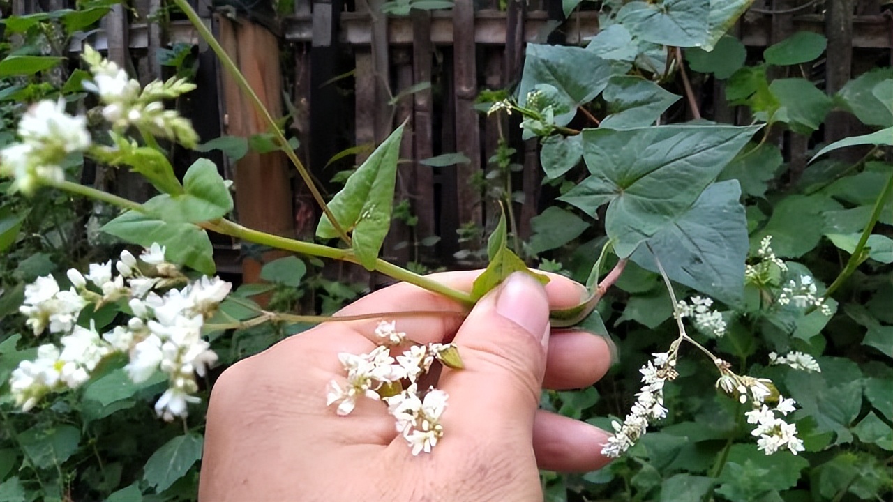 金荞麦别名是什么,金荞麦来历