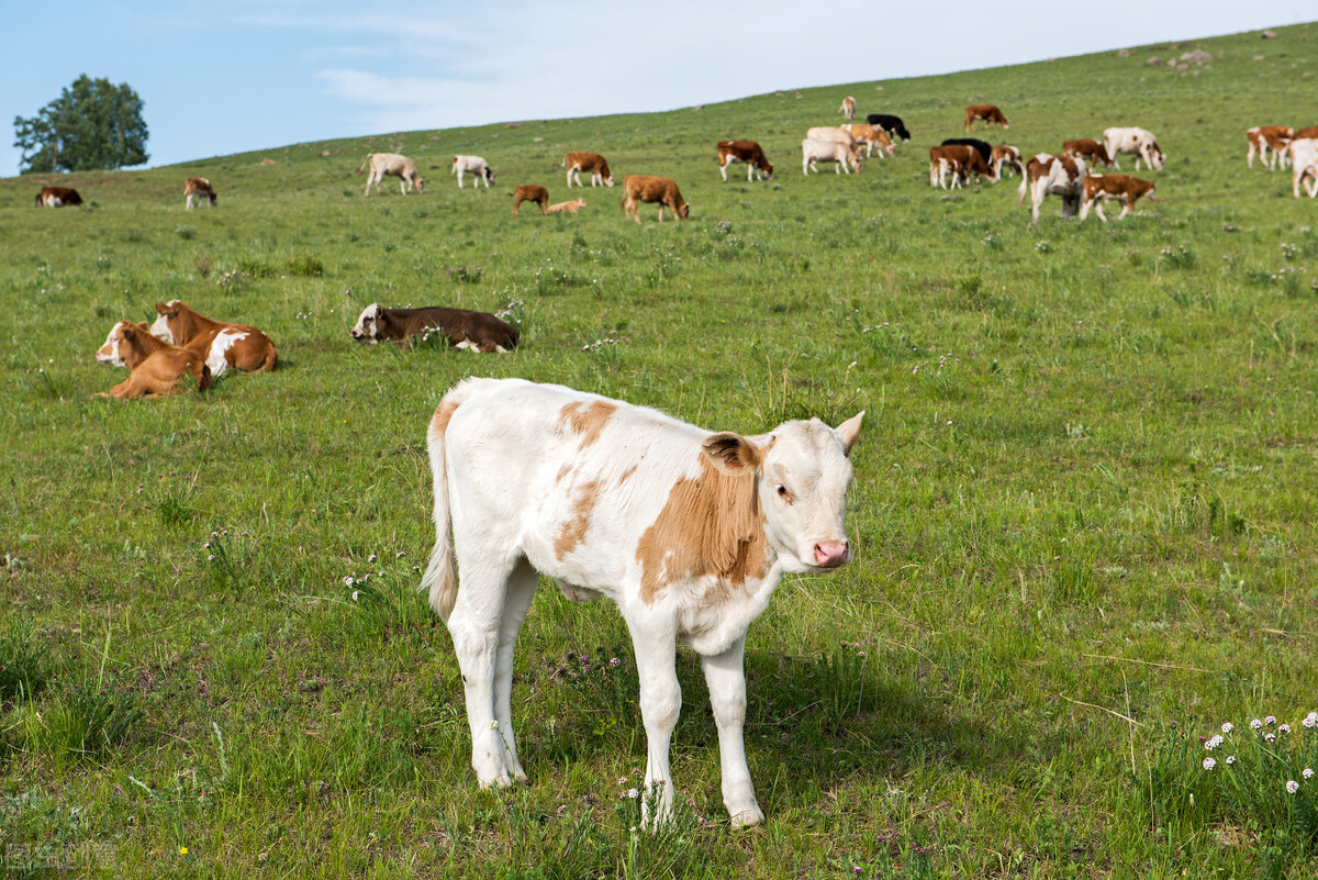 西门塔尔牛2024年5月最新价格表,西门塔尔牛养殖教程今日牛价