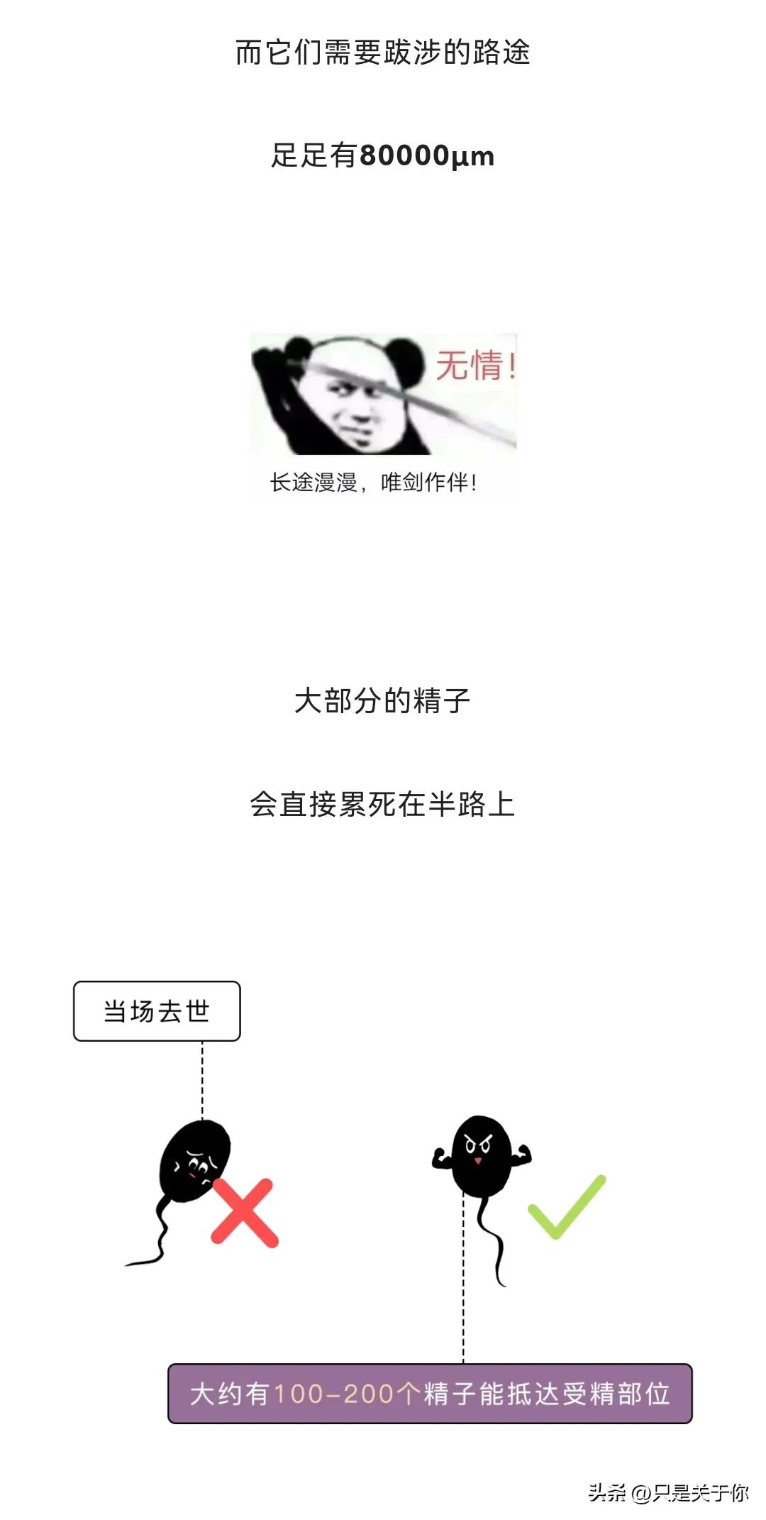 漫画：忍住“不射”的精子会去哪儿？