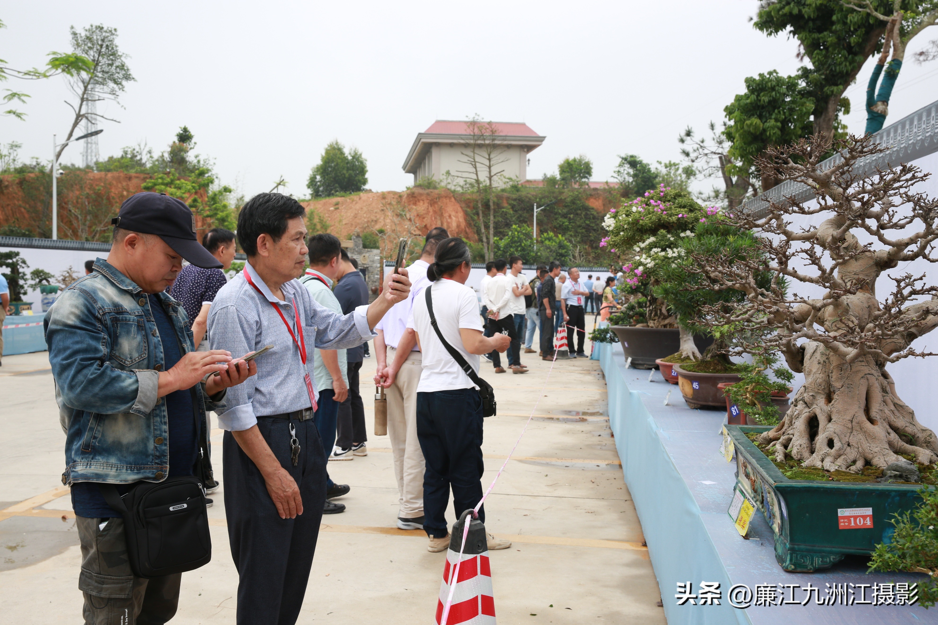 最高端的盆景展,一场惊艳的盆景展