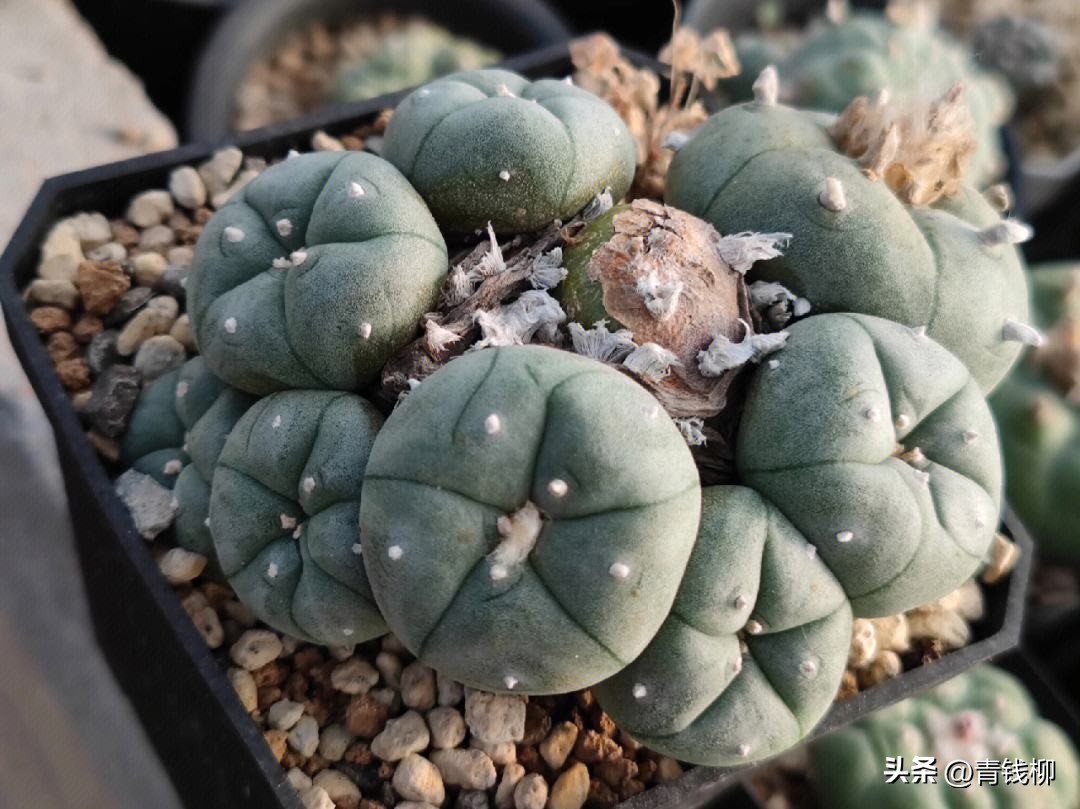 什么多肉植物跟乌羽玉像,多肉植物乌羽玉养殖