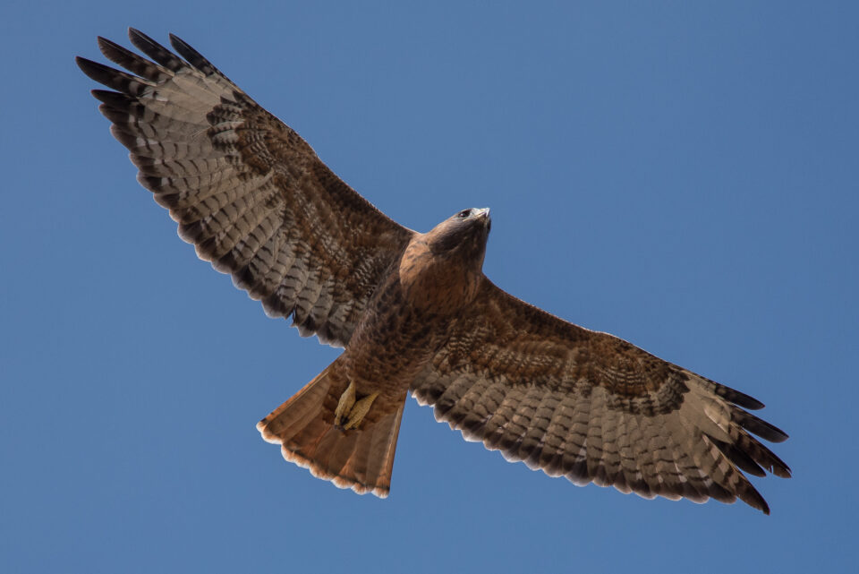 【摄影学堂】如何正确使用增距镜？