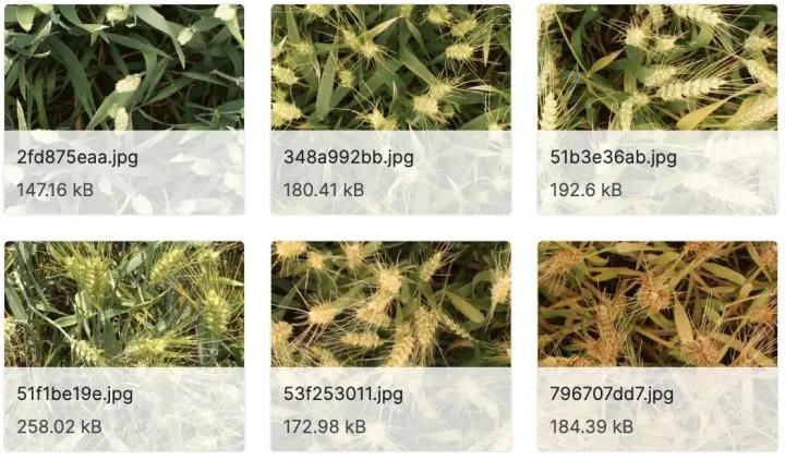 目标检测数据集采集,目标检测图像数据集