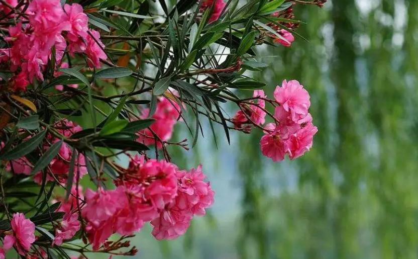 小雨催花,夹竹桃诗句和优美句子