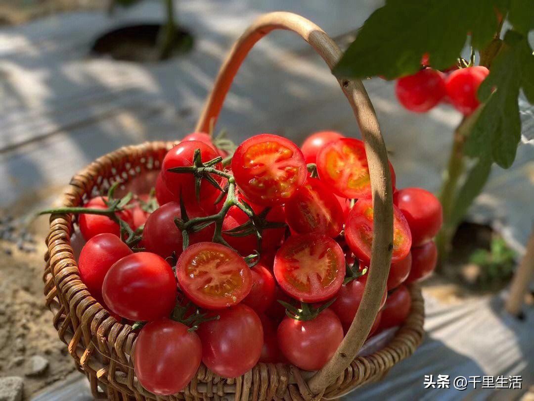 海南千禧樱桃圣女果,新鲜樱桃圣女果