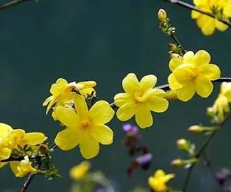 春天的美文,经典优美散文迎春