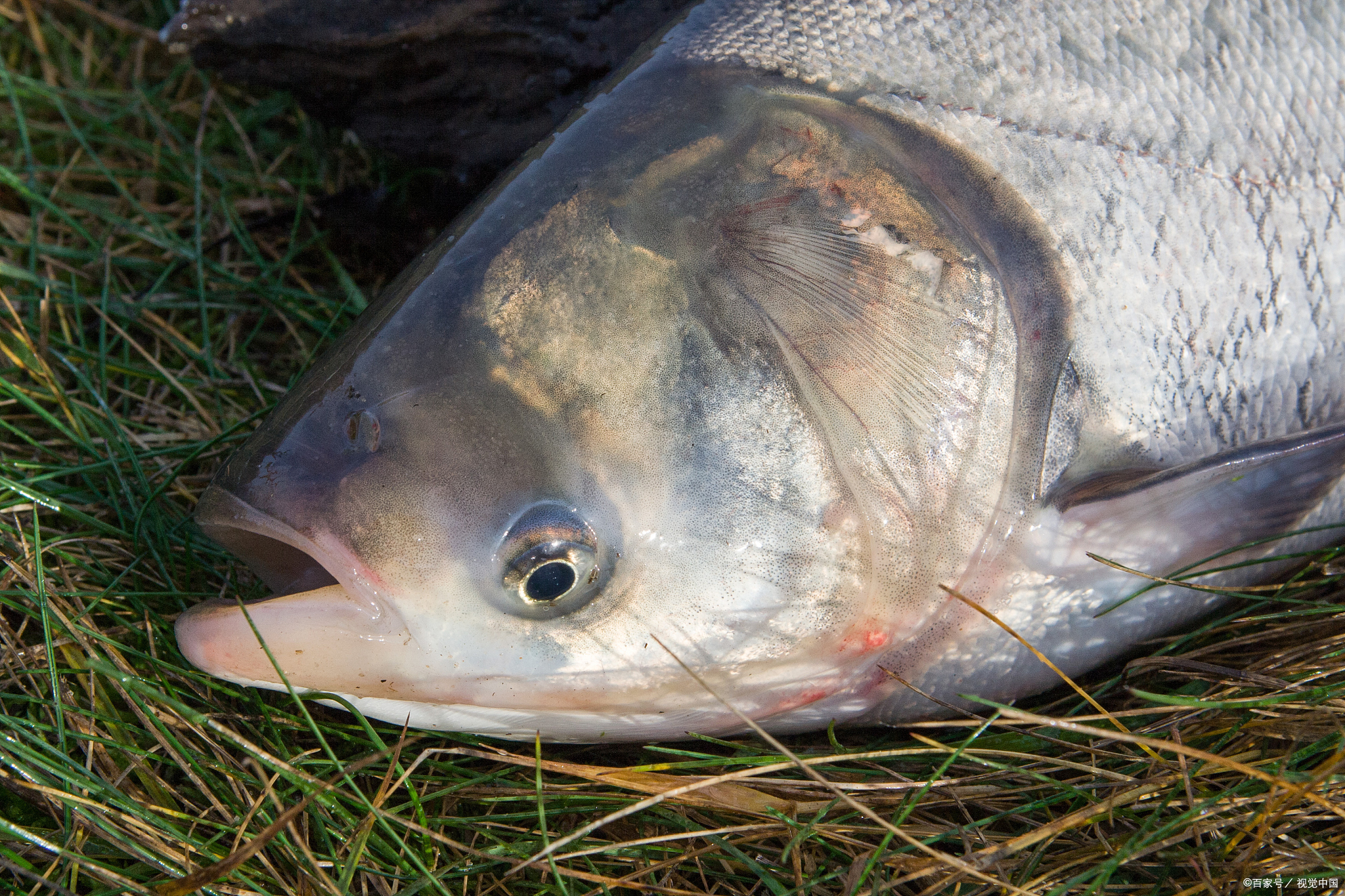 五种正在消失的河鲜,顶级河鲜有哪些