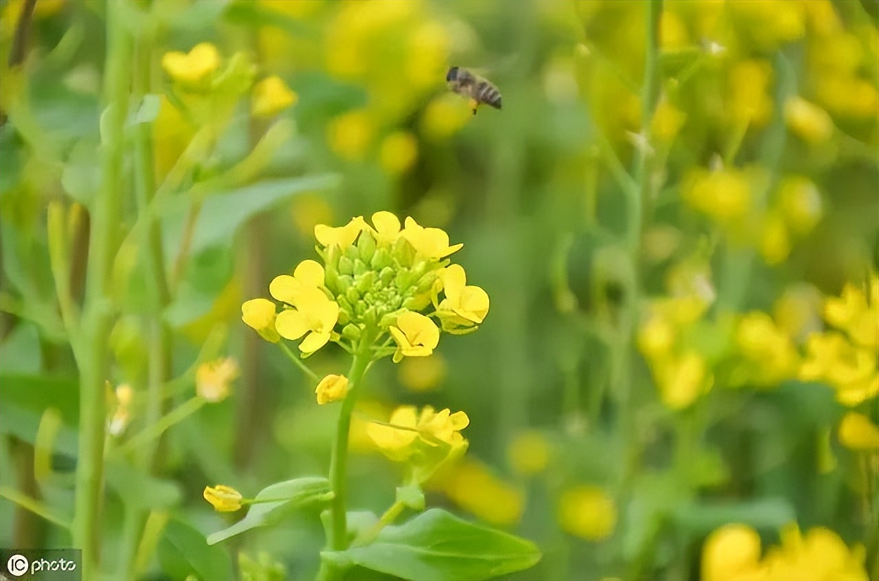 赏花最好的十首诗,看花发朋友圈的绝美诗句