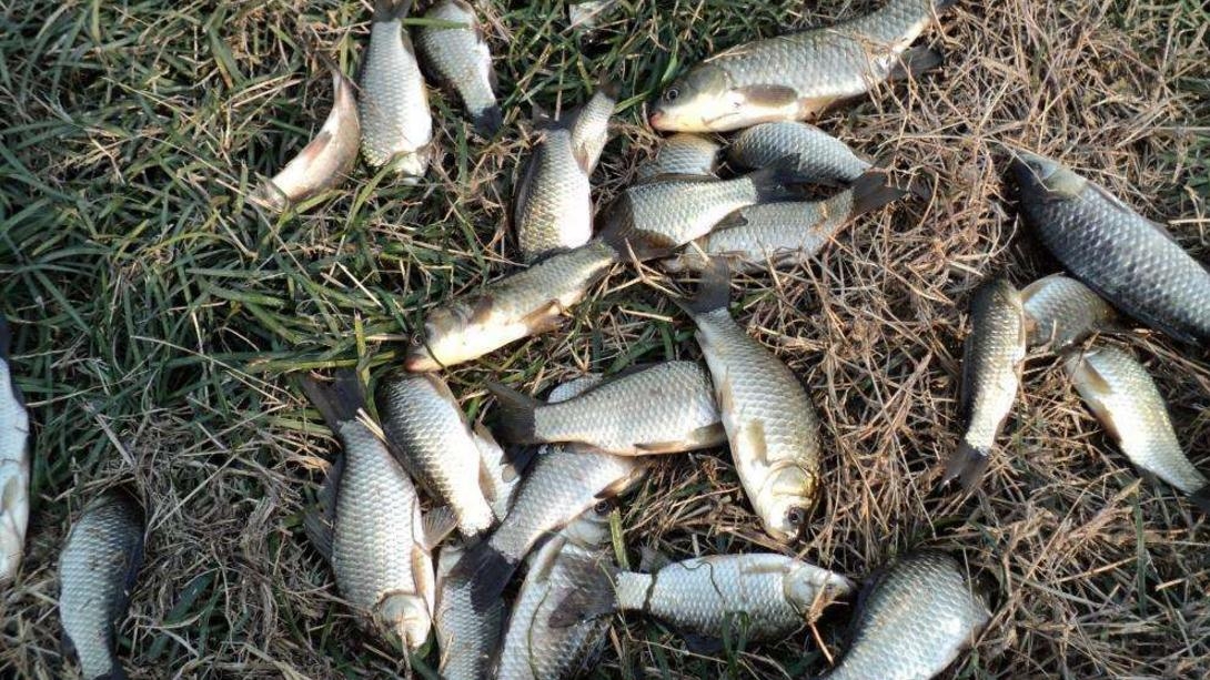 野钓鲫鱼酒米怎样制作,夏季野钓鲫鱼酒米怎么制作效果好