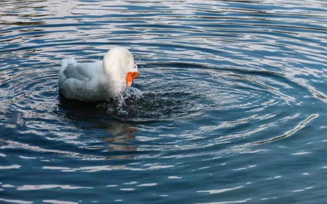 浙江大学中国最美校园,浙江大学玉泉校区校园