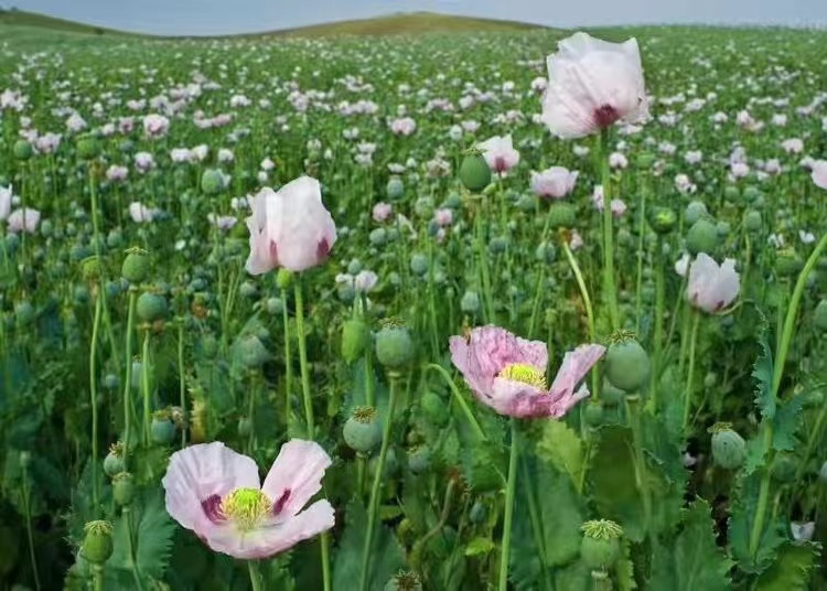 非虚构长篇小说,非虚构故事