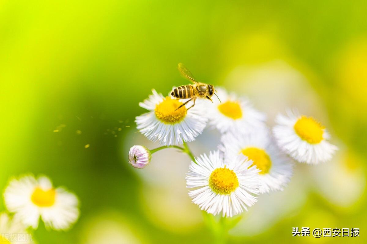 被野蜂追该怎么自救,赏花被蜜蜂蜇