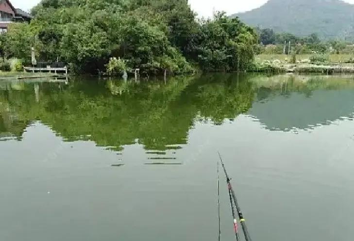 野钓鲫鱼长胜将军是咋作钓的？为啥总是多钓鱼？