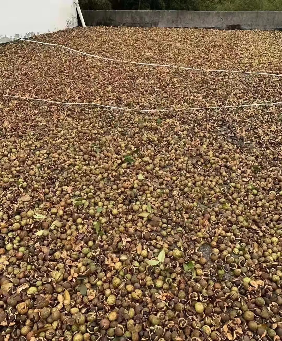 一亩地的茶树一年能收入多少钱,种一亩茶树一年的收入多少钱