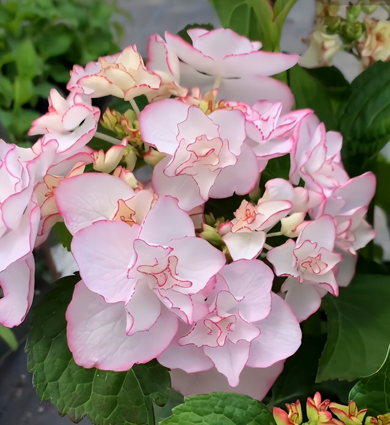 这10种花冬天最怕水越浇越死,5种花浇不死浇水越多长得越旺