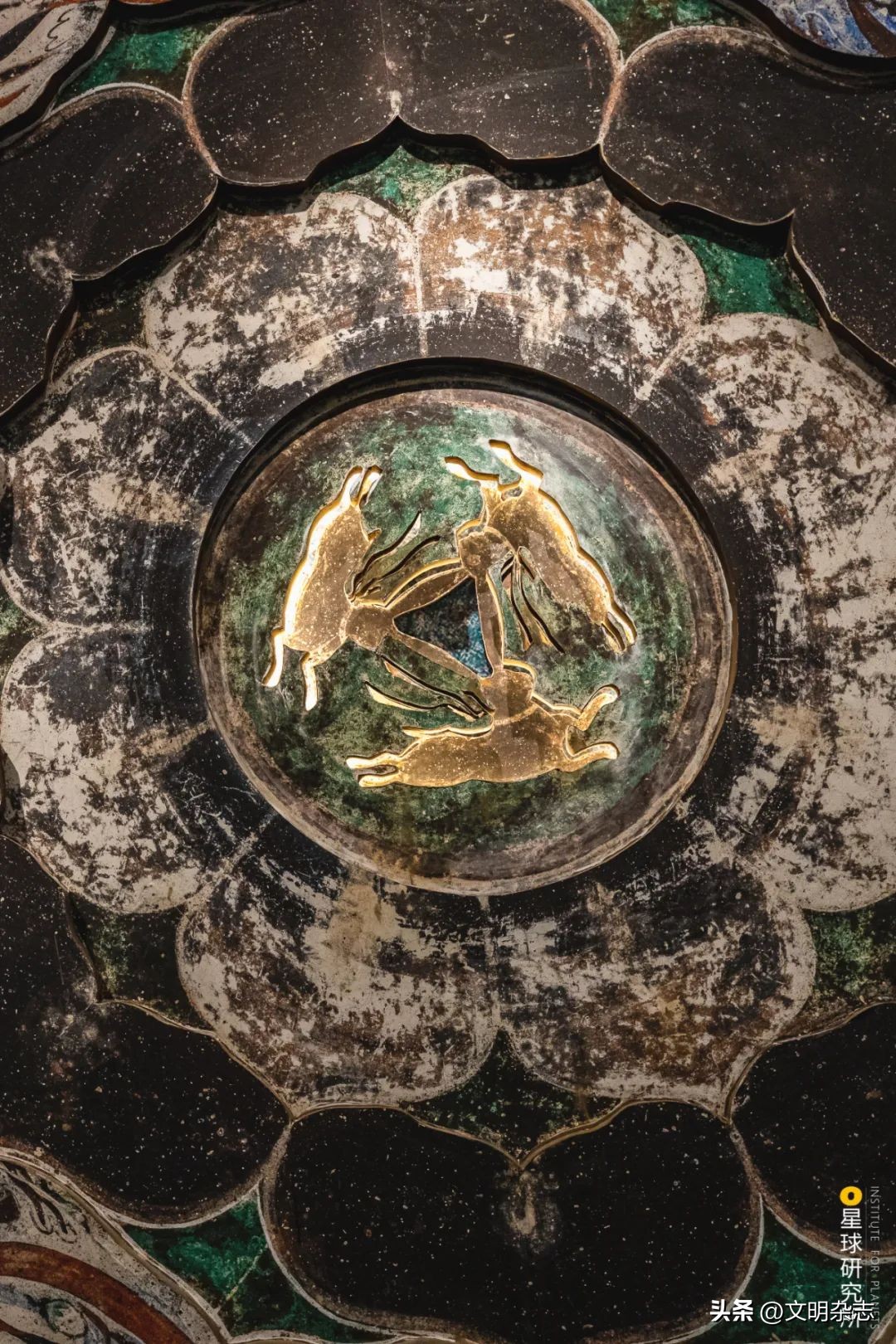 兔子来阳台,兔子来到新家