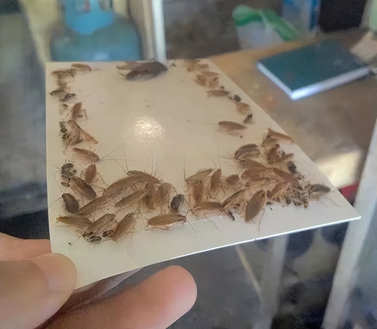 佛弟子是怎么处理家里的蟑螂,家里厨房蟑螂太多处理方法