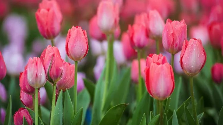越漂亮的花越有毒快来认识这18种,什么花特别好看却有毒