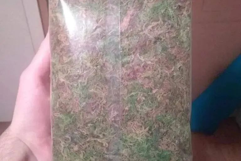 卡皮、隆背、疑似感冒...我的爬宠怎么了？