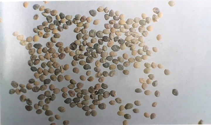 《药你明白》专栏:每天学一味中药:菟丝子