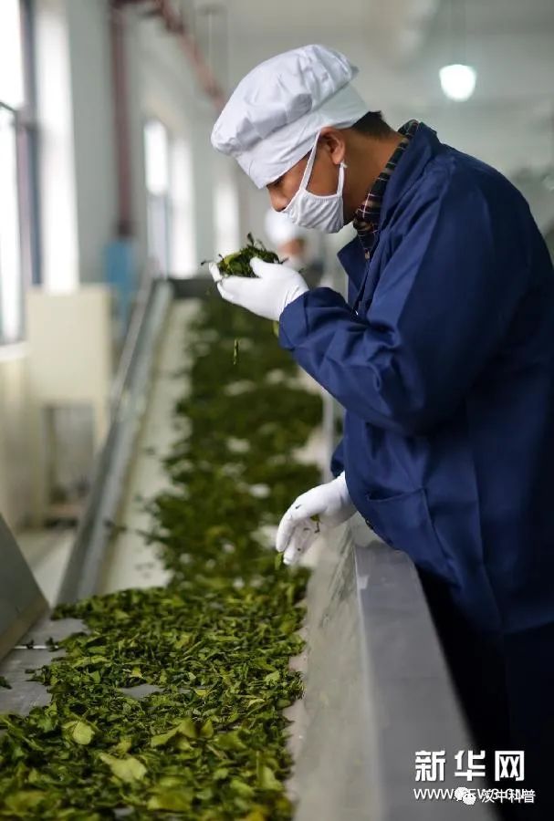 陕西汉中名茶,汉中茶叶加工制作全过程