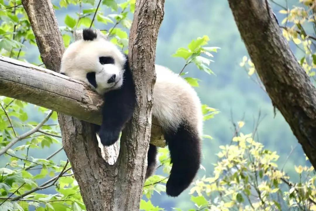 什么时候开始熊猫外交的,熊猫外交的发展历程