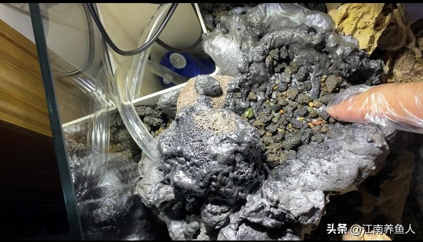 造景缸跟水陆缸一体缸,长方形的缸怎么造景水陆缸