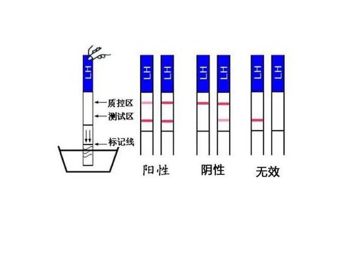 想怀孕促进排卵吃什么,想怀孕如何监测排卵