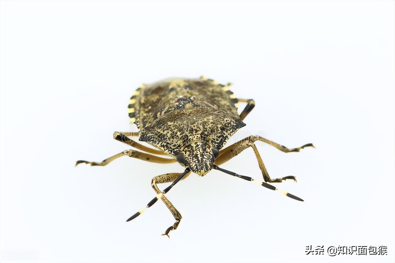 童年见过的虫子,小时候常见的虫子叫什么