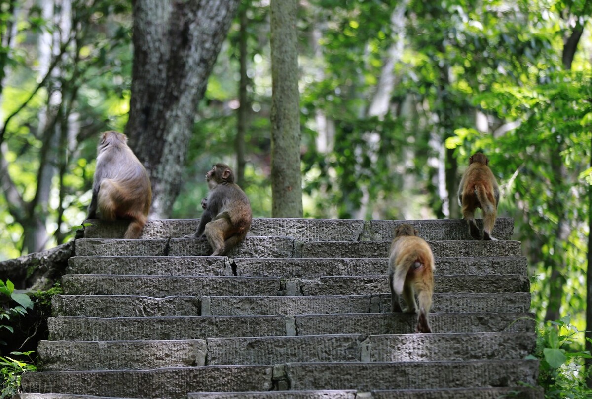 张家界自由行几天能玩完,张家界自由行旅游费用大概多少