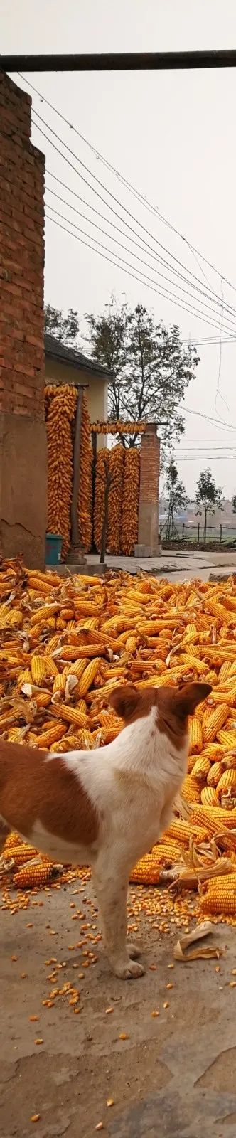 马岗家具,马岗室内装修厂家