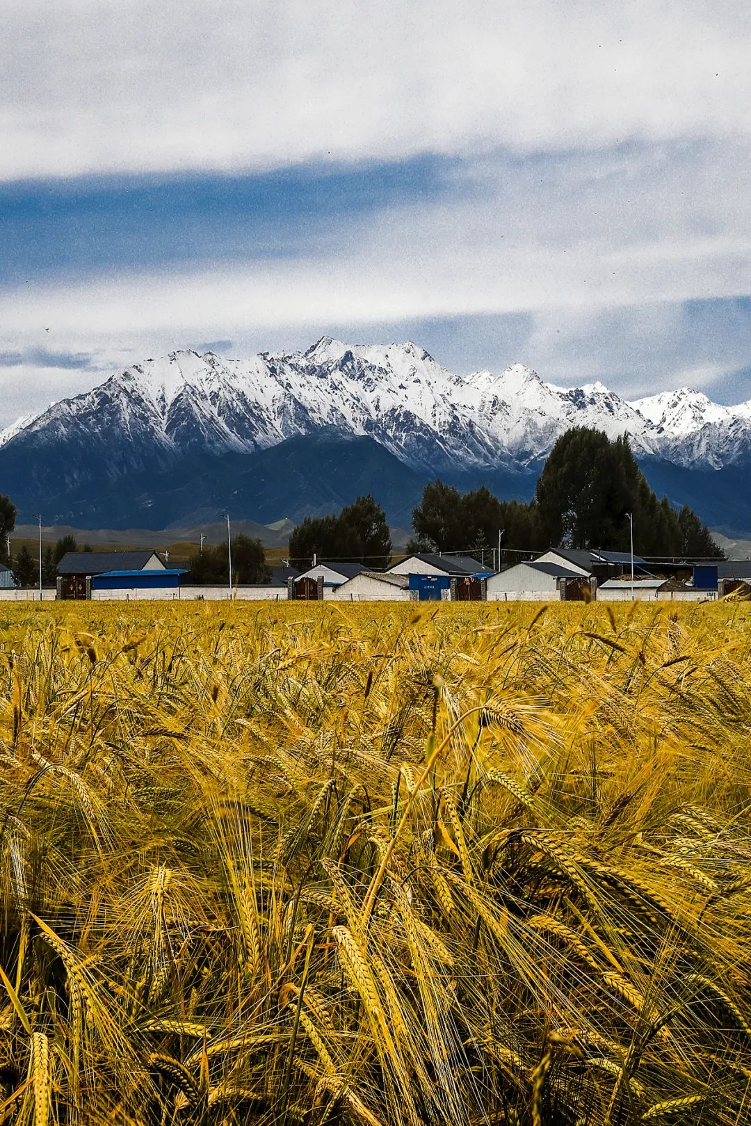 甘肃人一年四季都吃面为什么不胖,甘肃吃米还是面