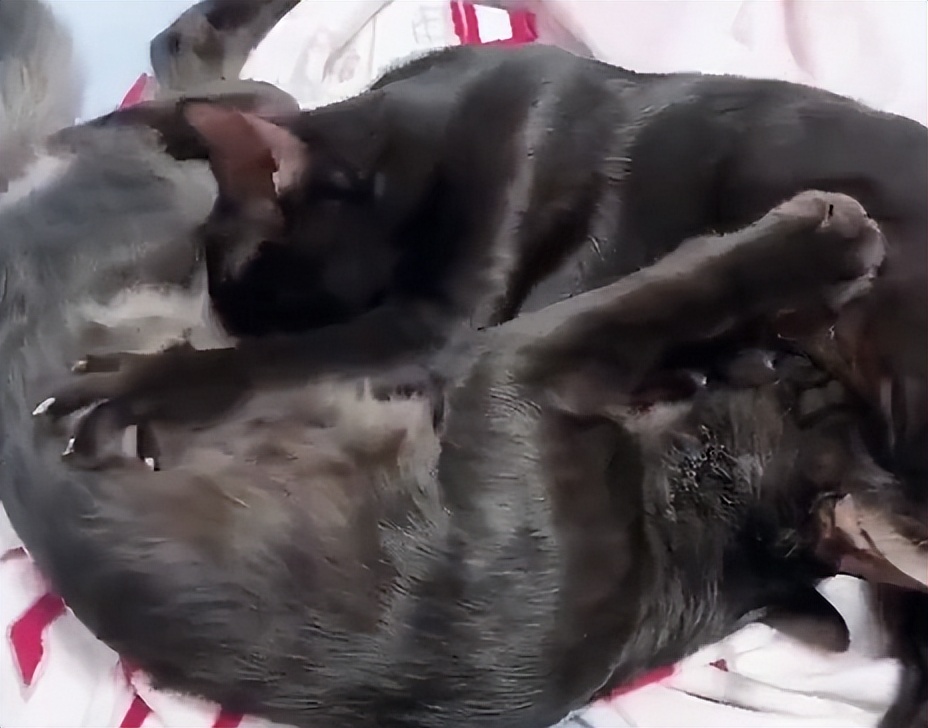 70万网友在线围观我家猫猫“搞黄色”：越看越上头，越看越变态