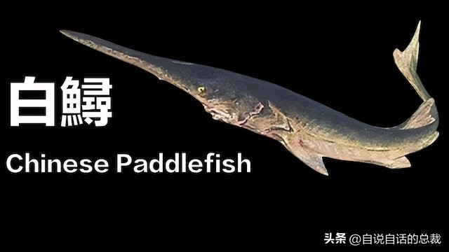 从2亿年不进化的王者，到比黄金还贵的食物，背后隐藏着商业秘密