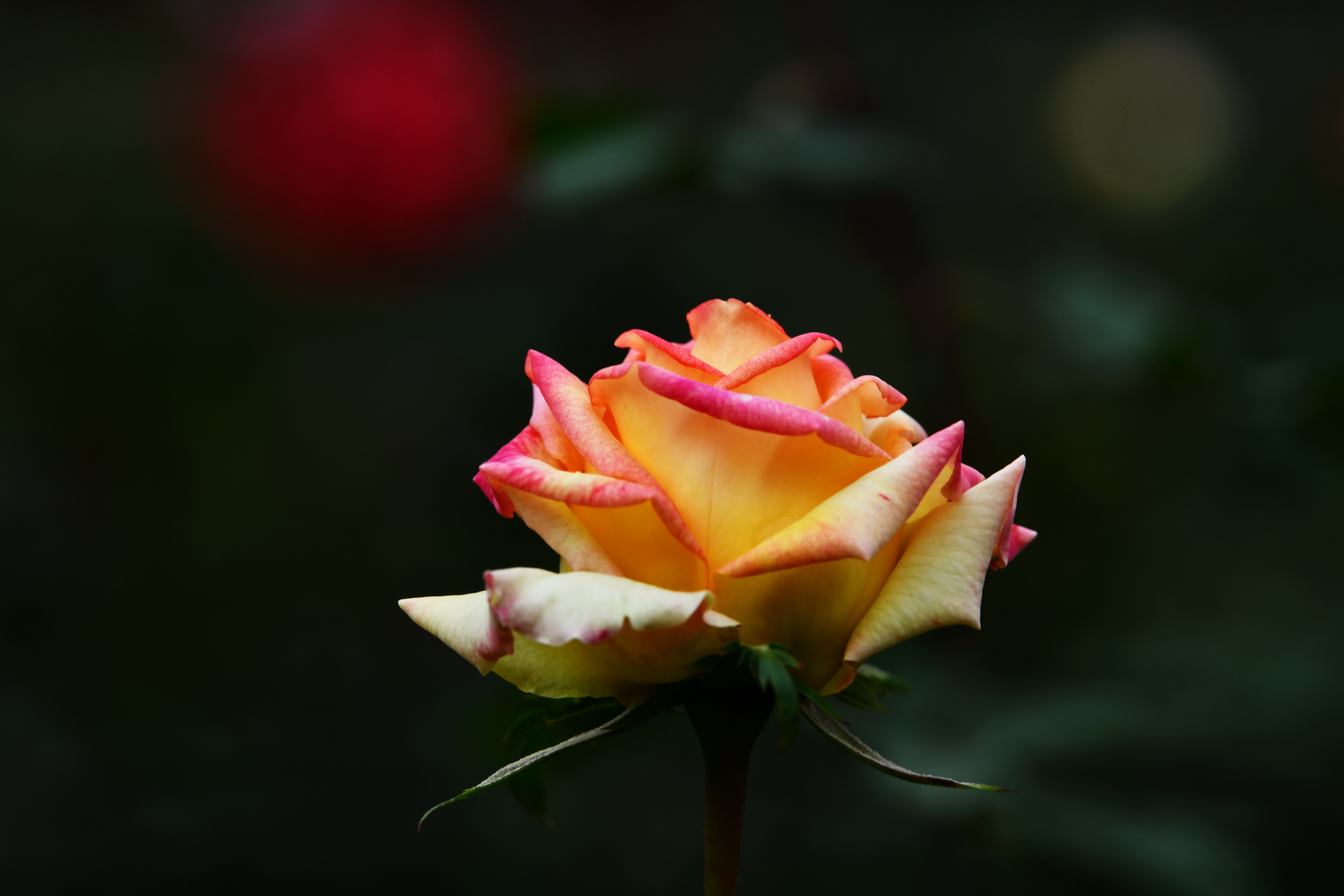 广州市番禺区宝墨园攻略,广州宝墨园景观