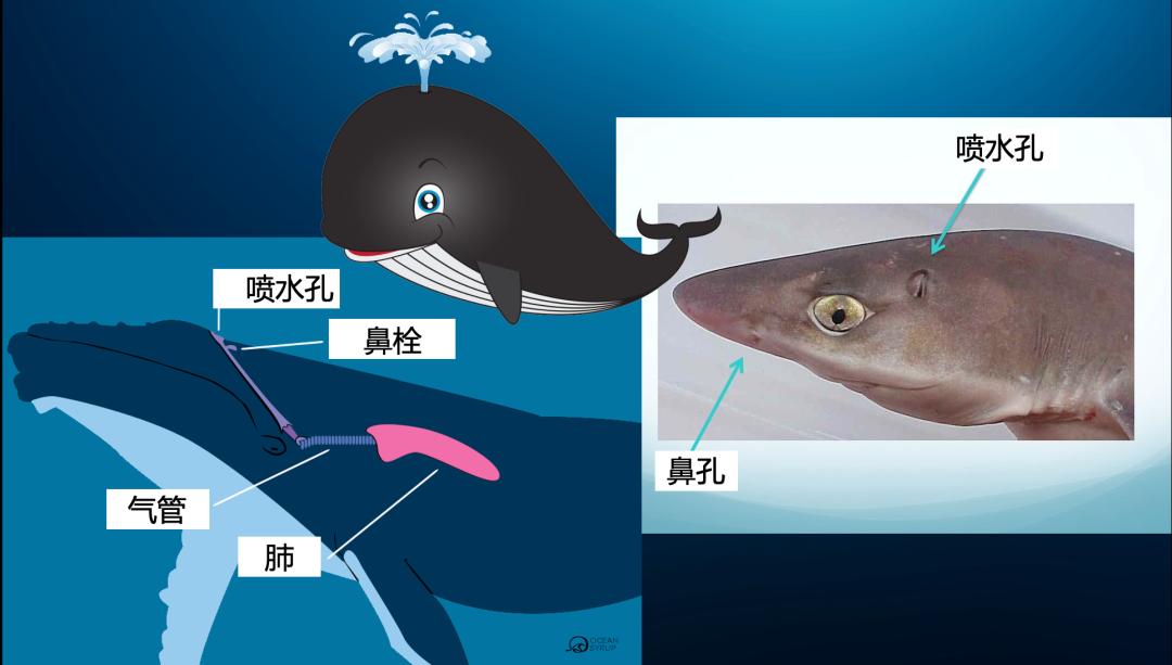 长达200年的解谜过程：鱼类曾经用我们的耳朵来呼吸