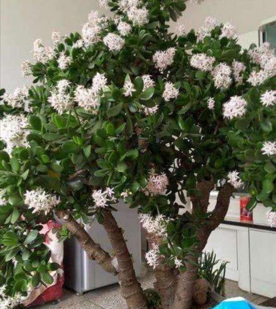 老人说，客厅见树，10家有9富，说得是真的吗？推荐9种吉祥树