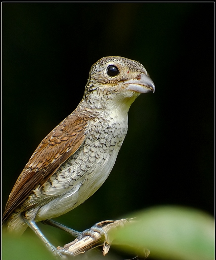 所有鸟图片大全大图,50张最佳鸟类摄影作品