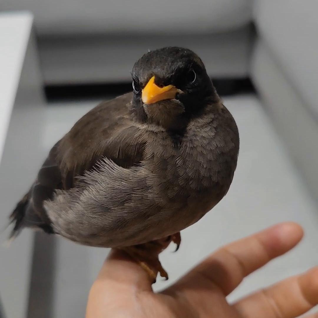 八哥训练日常,八哥训练不会怕人