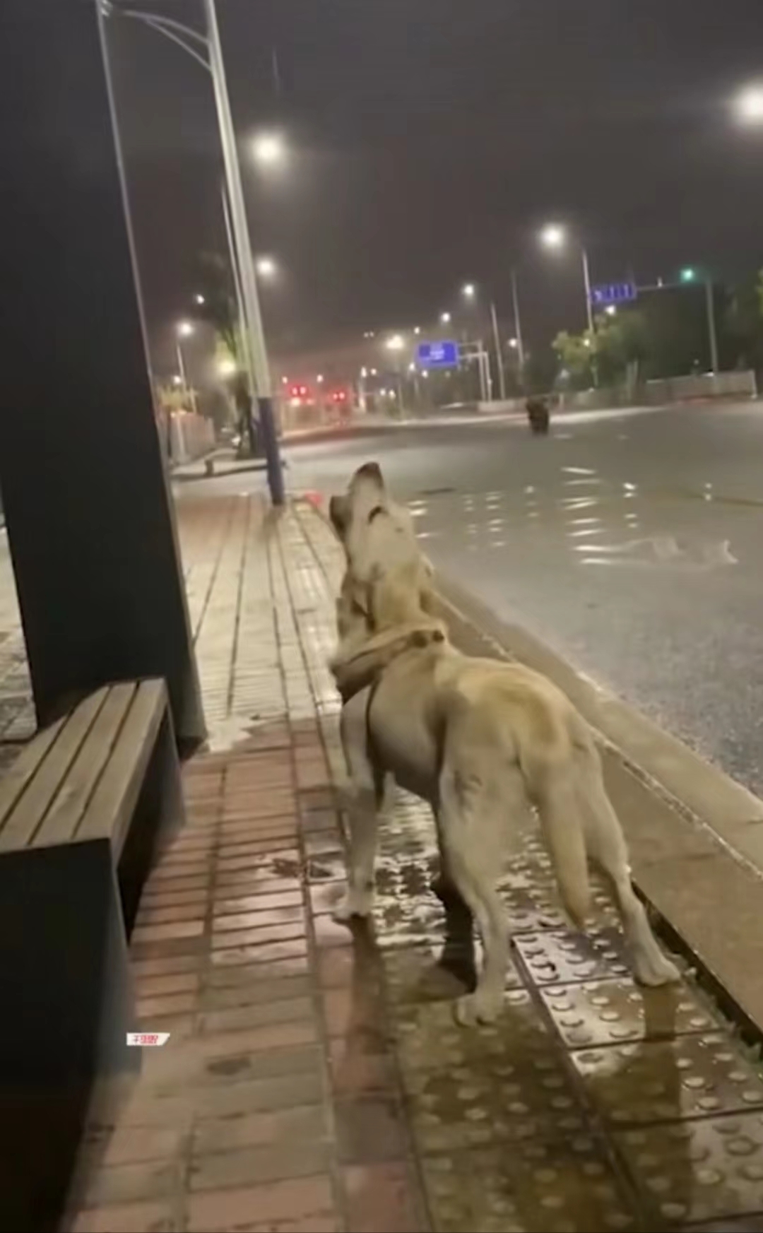 流浪狗喝了路边的水,流浪狗仰头喝水后续