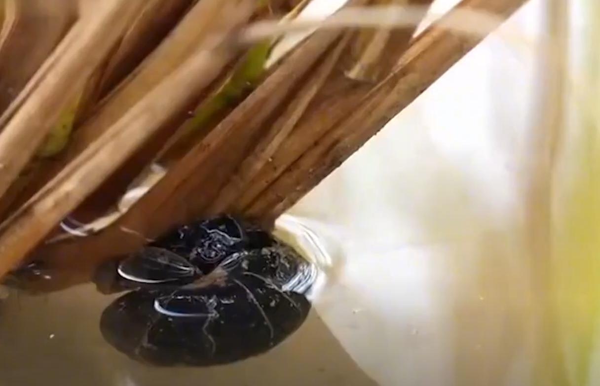 大闸蟹有什么商机,养殖大闸蟹一年可以赚多少钱