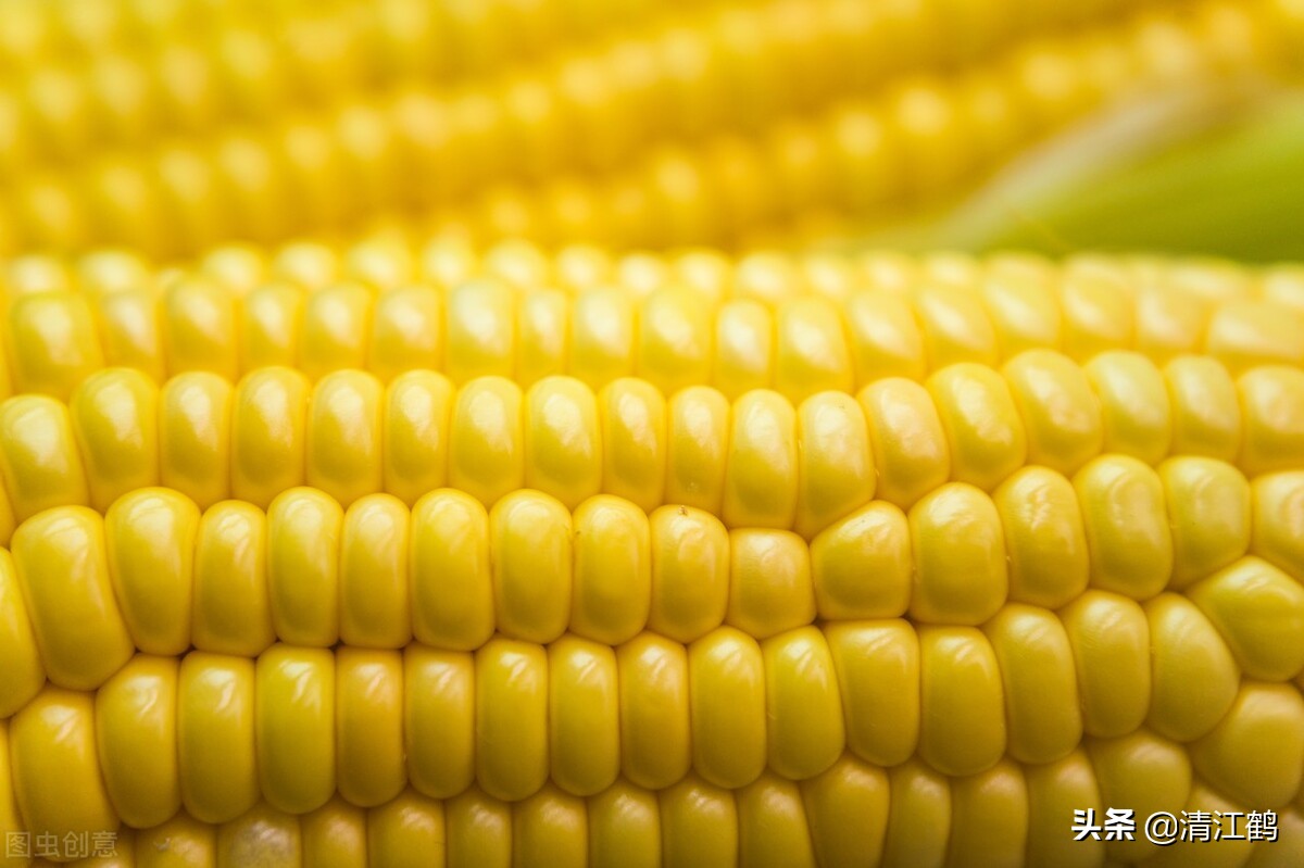 购买玉米种子有哪些实用技巧,购买玉米种子的实用技巧分享