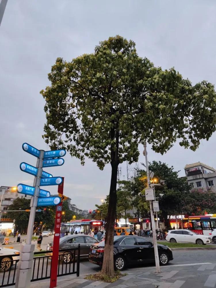 螺蛳粉味儿的樱花,带螺蛳粉味的樱花