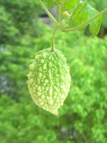 金铃子——童年趣事（82）